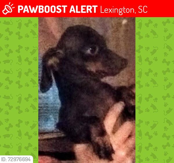 Lost Female Dog last seen Cedarcrest Drive near Freedom Drive in Lexington, SC , Lexington, SC 29073