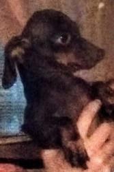 Lost Female Dog last seen Cedarcrest Drive near Freedom Drive in Lexington, SC , Lexington, SC 29073