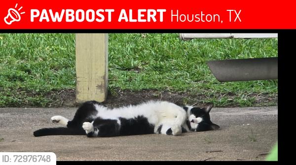Lost Male Cat last seen Freecroft , Houston, TX 77034