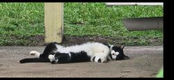 Lost Male Cat last seen Freecroft , Houston, TX 77034