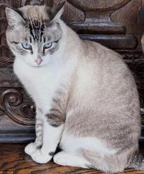 Lost Male Cat last seen 6th & 8th Streets, Carpinteria, CA 93013