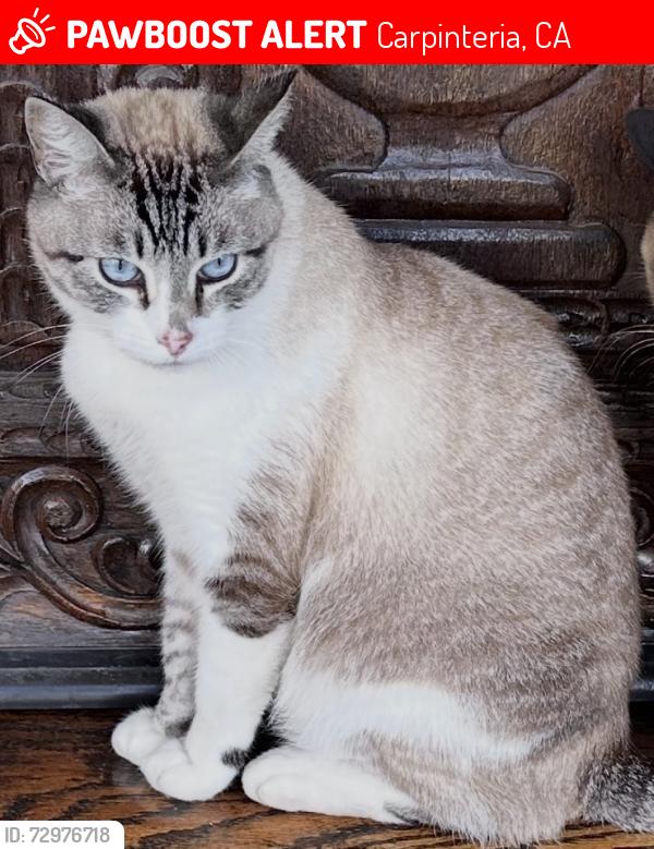 Lost Male Cat last seen 6th & 8th Streets, Carpinteria, CA 93013