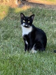 Found/Stray Unknown Cat last seen Guess Rd and Bogard St., Durham, NC 27705