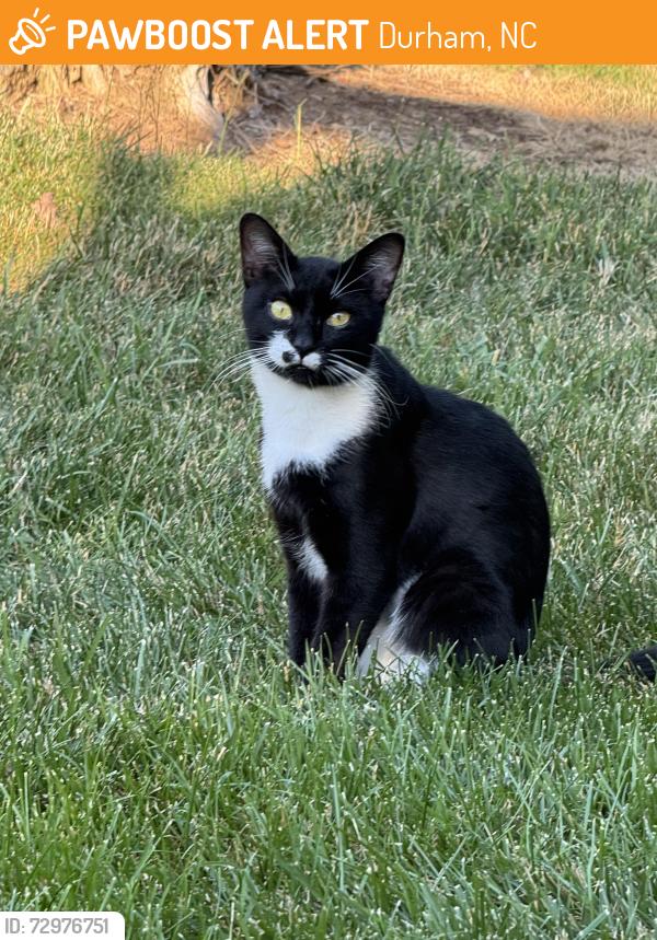 Found/Stray Unknown Cat last seen Guess Rd and Bogard St., Durham, NC 27705