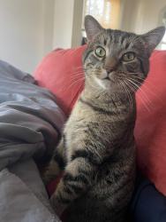 Lost Male Cat last seen Saint Mary’s Catholic Church, Greensboro, NC 27401