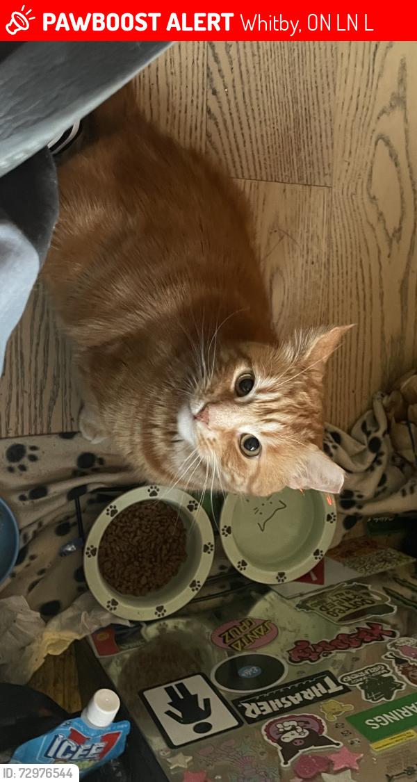 Lost Male Cat last seen Mary st & Garden / Julie Payette public school, Whitby, ON L1N 0L7