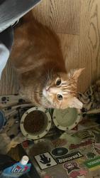 Lost Male Cat last seen Mary st & Garden / Julie Payette public school, Whitby, ON L1N 0L7