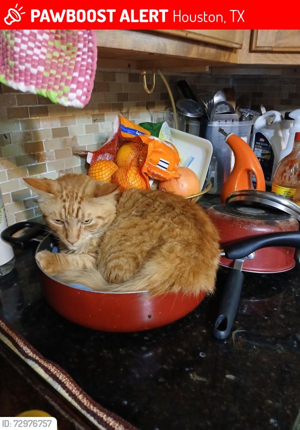 Lost Male Cat last seen Freecroft , Houston, TX 77034