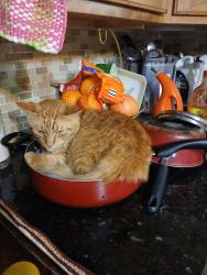 Lost Male Cat last seen Freecroft , Houston, TX 77034