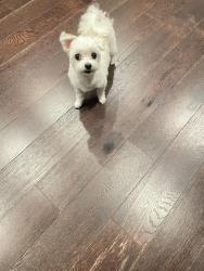 Lost Female Dog last seen Van zandt ave, Douglaston pkwy, overbrook st, Queens, NY 11362