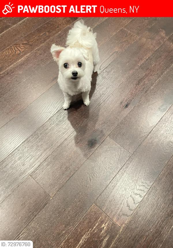Lost Female Dog last seen Van zandt ave, Douglaston pkwy, overbrook st, Queens, NY 11362