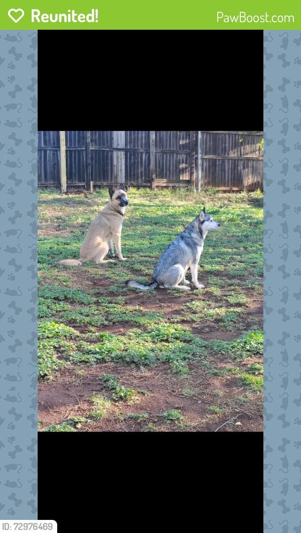 Reunited Male Dog last seen Kelly and Santa Fe , Edmond, OK 73003