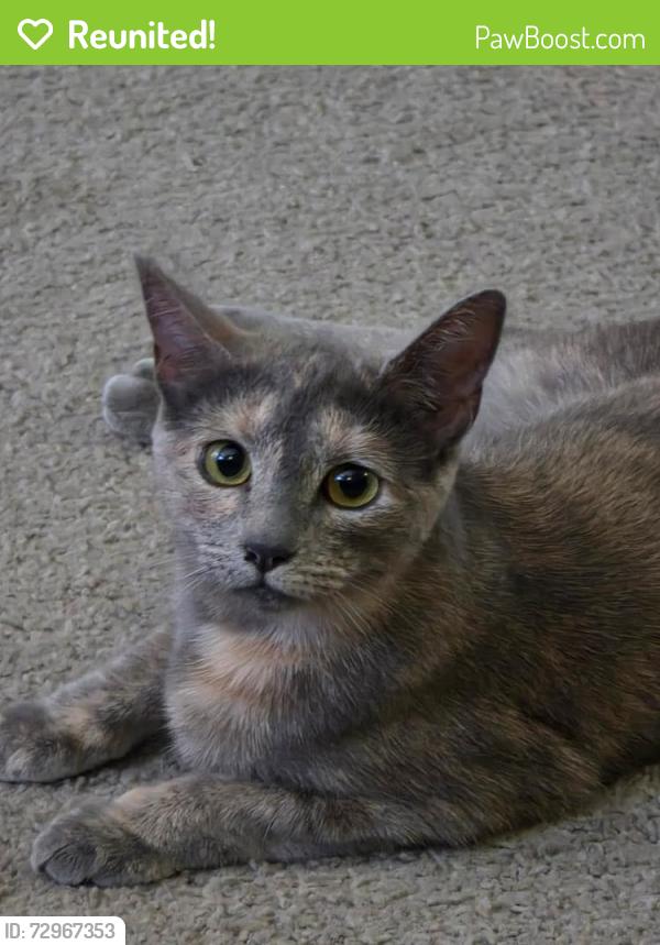 Reunited Female Cat last seen W. Champlain Ln and DeCarlo, Citrus Springs, FL 34434