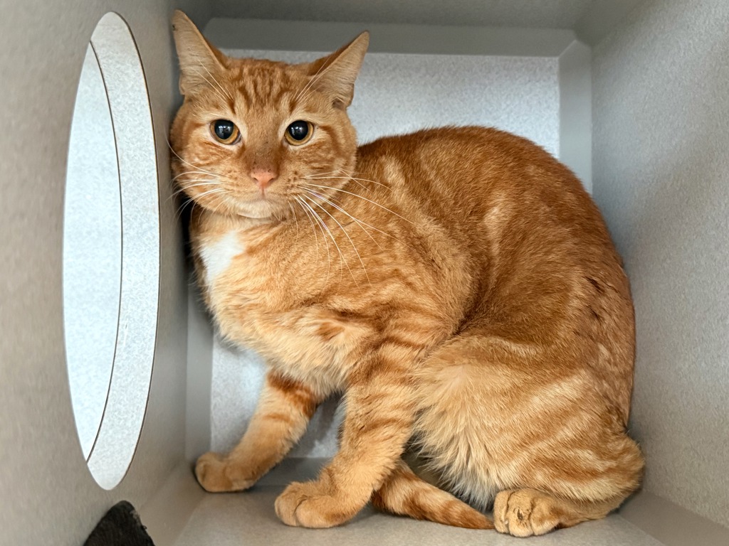 Shelter Stray Male Cat last seen found in basement at 1956 Crotona Parkway, BRONX, NY, 10460, 326 E 110th St, New York, NY 10029, USA
