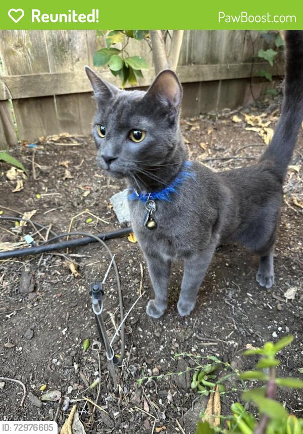 Reunited Male Cat last seen West and Denver, Concord, CA 94521