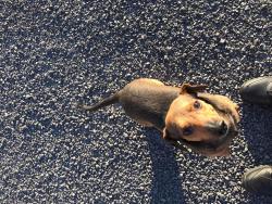 Lost Male Dog last seen Old Washington hwy, Dayton, TN 37321