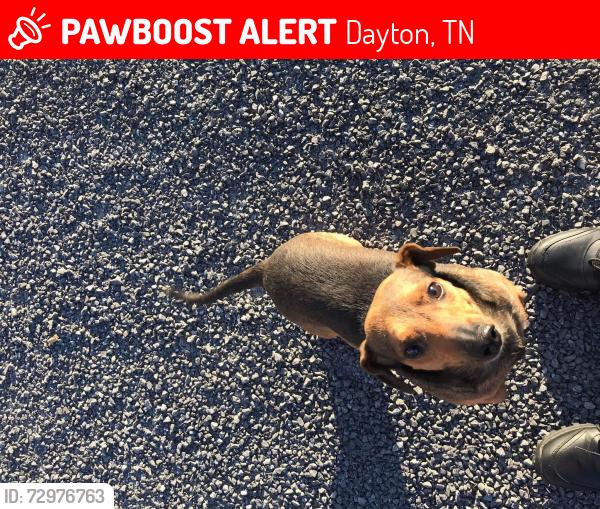 Lost Male Dog last seen Old Washington hwy, Dayton, TN 37321