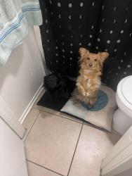 Reunited Male Dog last seen South state street, east Thornton Ave., Hemet, CA 92544