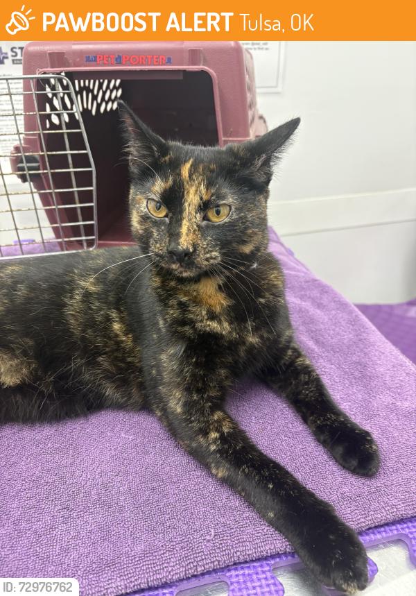Found/Stray Female Cat last seen 24th and Peoria, Tulsa, OK, Tulsa, OK 74114