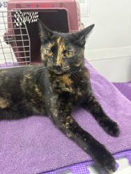 Found/Stray Female Cat last seen 24th and Peoria, Tulsa, OK, Tulsa, OK 74114