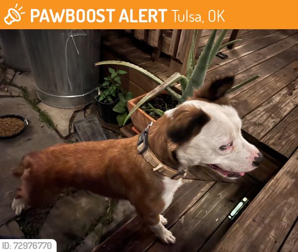 Found/Stray Female Dog last seen South 11th Street and Pittsburg Ave, Tulsa, OK 74112