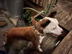 Found/Stray Female Dog last seen South 11th Street and Pittsburg Ave, Tulsa, OK 74112