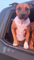 Lost Female Dog last seen 68th Drexel , Oklahoma City, OK 73159