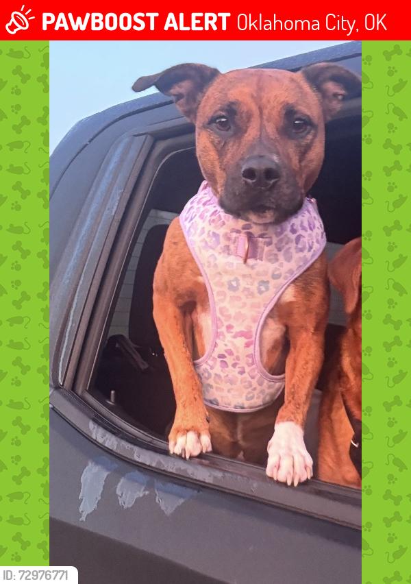 Lost Female Dog last seen 68th Drexel , Oklahoma City, OK 73159