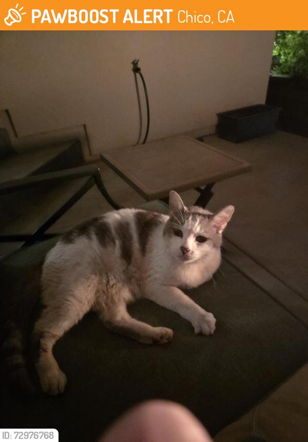 Found/Stray Male Cat last seen Dawncrest Dr, Chico, CA 95928