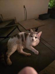 Found/Stray Male Cat last seen Dawncrest Dr, Chico, CA 95928