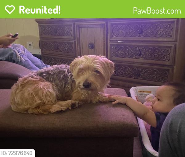 Reunited Male Dog last seen Highschool dr x NE 5th st, Grand Prairie, TX 75050