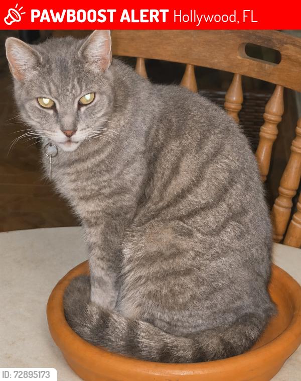 Lost Female Cat last seen N 19th Ave and N 20th Ave, Hollywood, FL 33020
