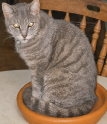 Lost Female Cat last seen N 19th Ave and N 20th Ave, Hollywood, FL 33020