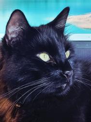 Lost Male Cat last seen College, Woodland, CA 95695