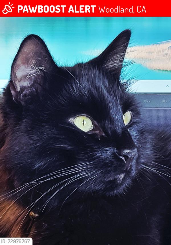 Lost Male Cat last seen College, Woodland, CA 95695
