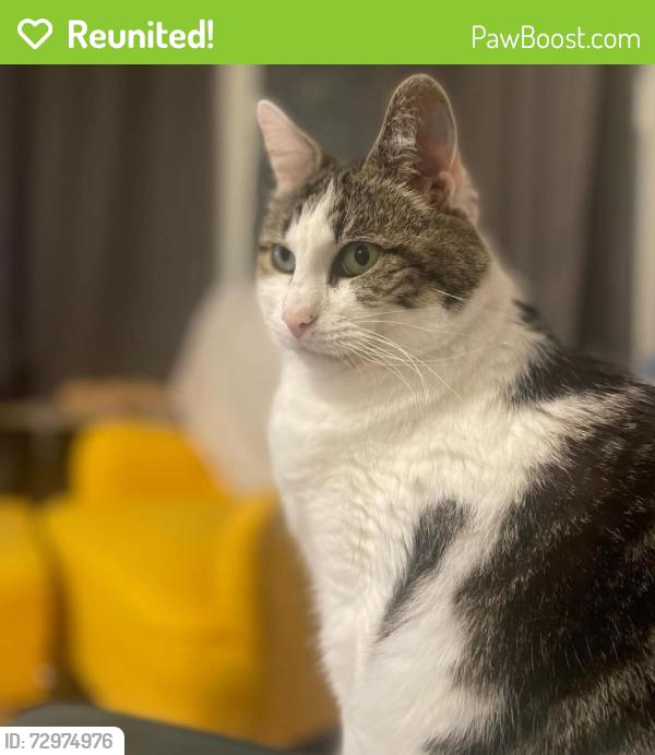 Reunited Male Cat last seen Corner of Owenford Road and Grangemouth Road, West Midlands, England CV6