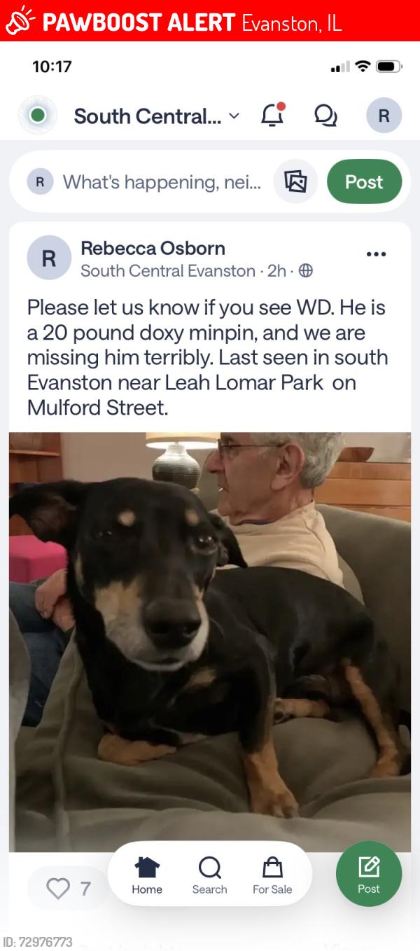 Lost Male Dog last seen Leah Lomar Park 1325 Mulford Street Evanston, IL, Evanston, IL 60202