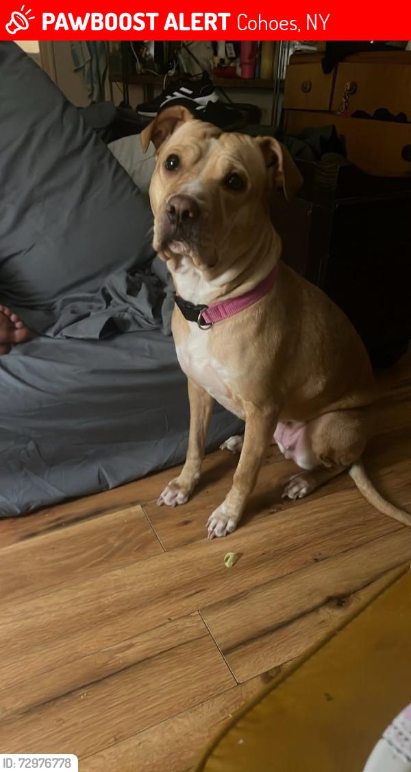 Lost Female Dog last seen Green dt , Cohoes, NY 12047