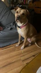 Lost Female Dog last seen Green dt , Cohoes, NY 12047
