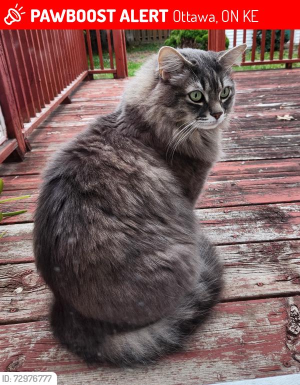 Lost Male Cat last seen Du Grand Bois Avenue and Innes Road, Orleans, Ottawa, ON K1E