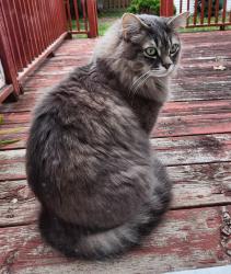Lost Male Cat last seen Du Grand Bois Avenue and Innes Road, Orleans, Ottawa, ON K1E