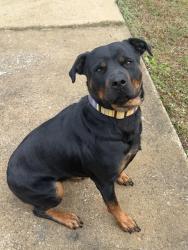Lost Female Dog last seen Holman st, Leesburg, AL 35983