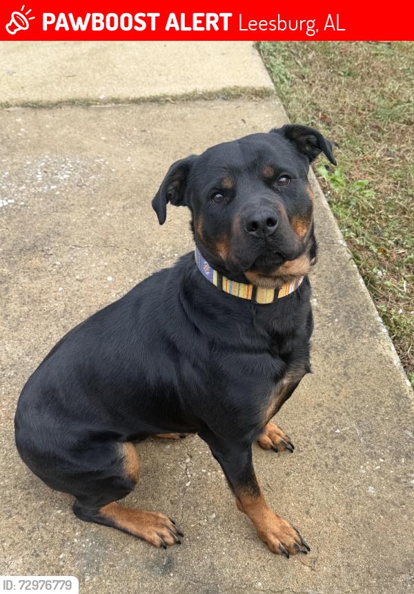Lost Female Dog last seen Holman st, Leesburg, AL 35983
