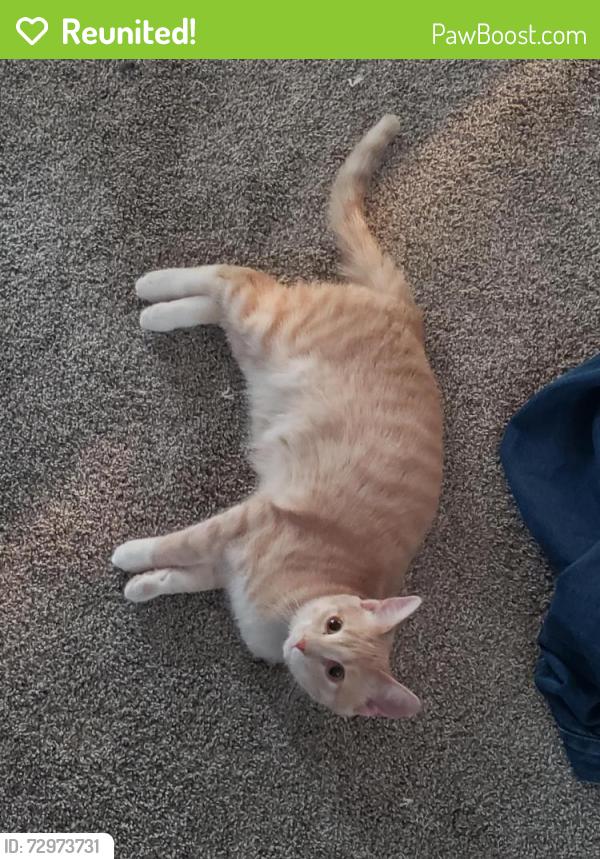 Reunited Female Cat last seen South Point Rd, Mineral Point Rd, Valley View Rd, S Pleasant View Rd, Fitchburg, WI 53593