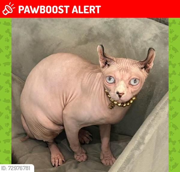 Lost Female Cat last seen Norton heights , Norton, England ST6 8LZ