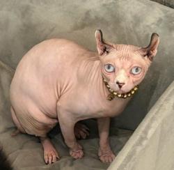 Lost Female Cat last seen Norton heights , Norton, England ST6 8LZ