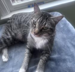 Found/Stray Male Cat last seen Castleberry Hill, Atlanta, GA 30314