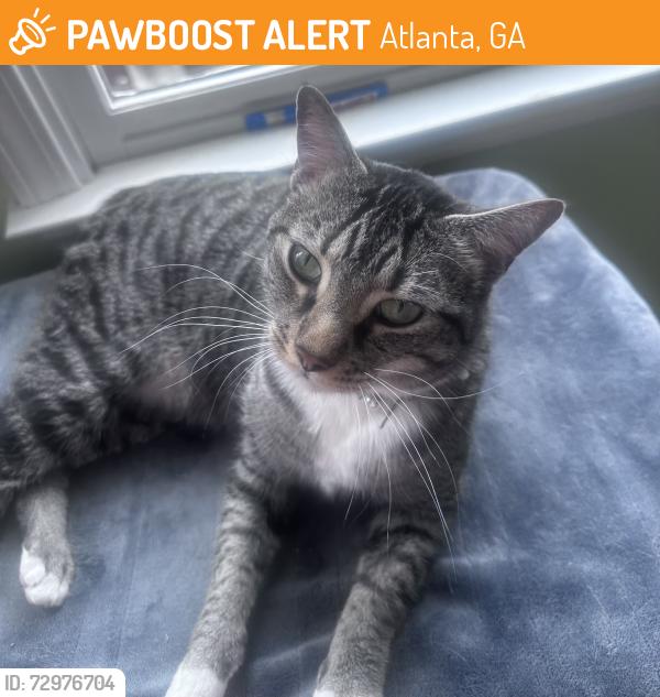 Found/Stray Male Cat last seen Castleberry Hill, Atlanta, GA 30314