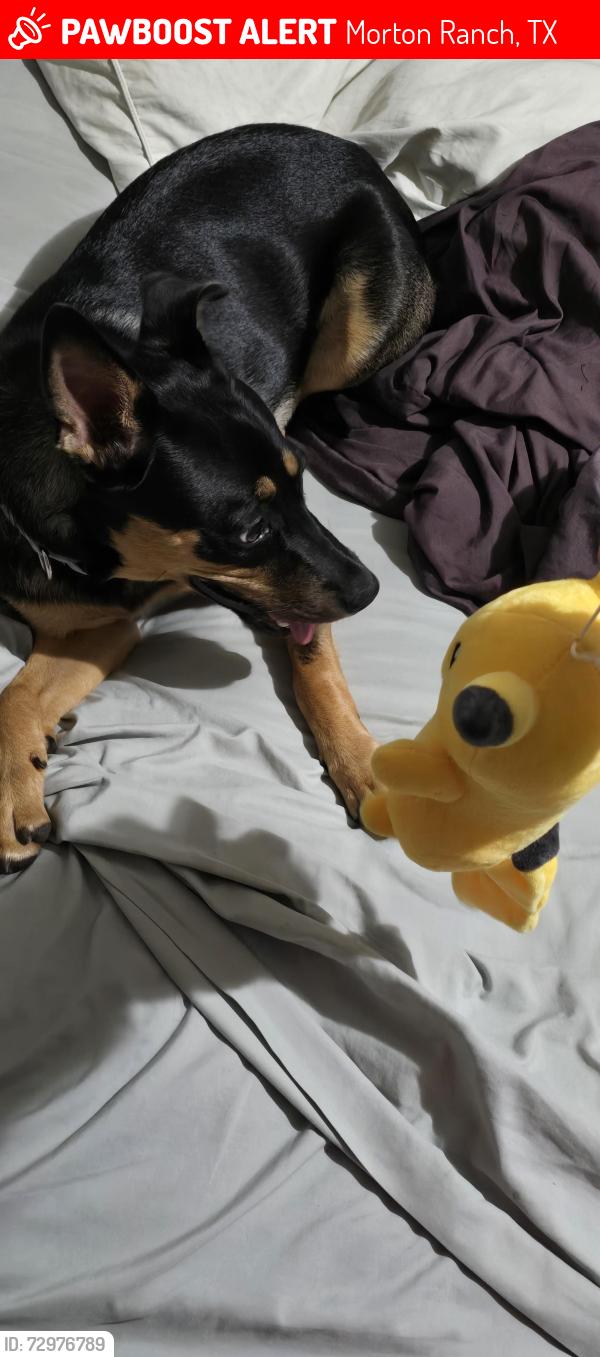 Lost Female Dog last seen Crossed indigo stone ln, Morton Ranch, TX 77449