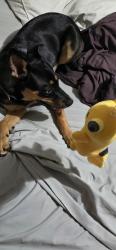 Lost Female Dog last seen Crossed indigo stone ln, Morton Ranch, TX 77449
